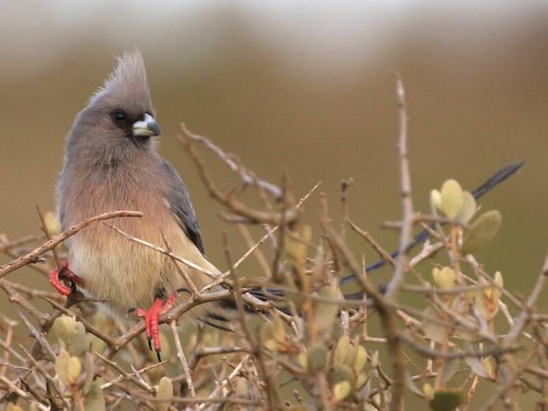 Pájaro Ratón Dorsiblanco