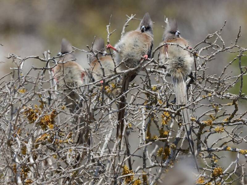 Pájaro Ratón Dorsiblanco, Fotos 4