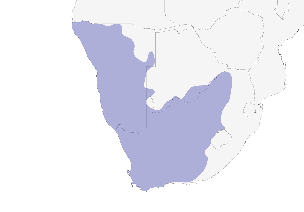Pájaro Ratón Dorsiblanco, Distribución 1