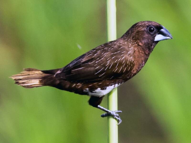 White-bellied Munia