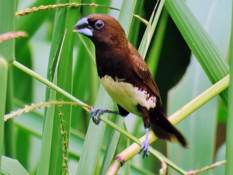 White-bellied Munia, 照片 2
