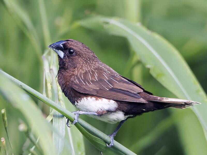 White-bellied Munia, 照片 4