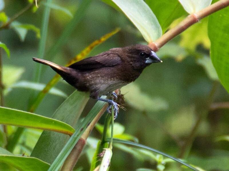 White-bellied Munia, 照片 3