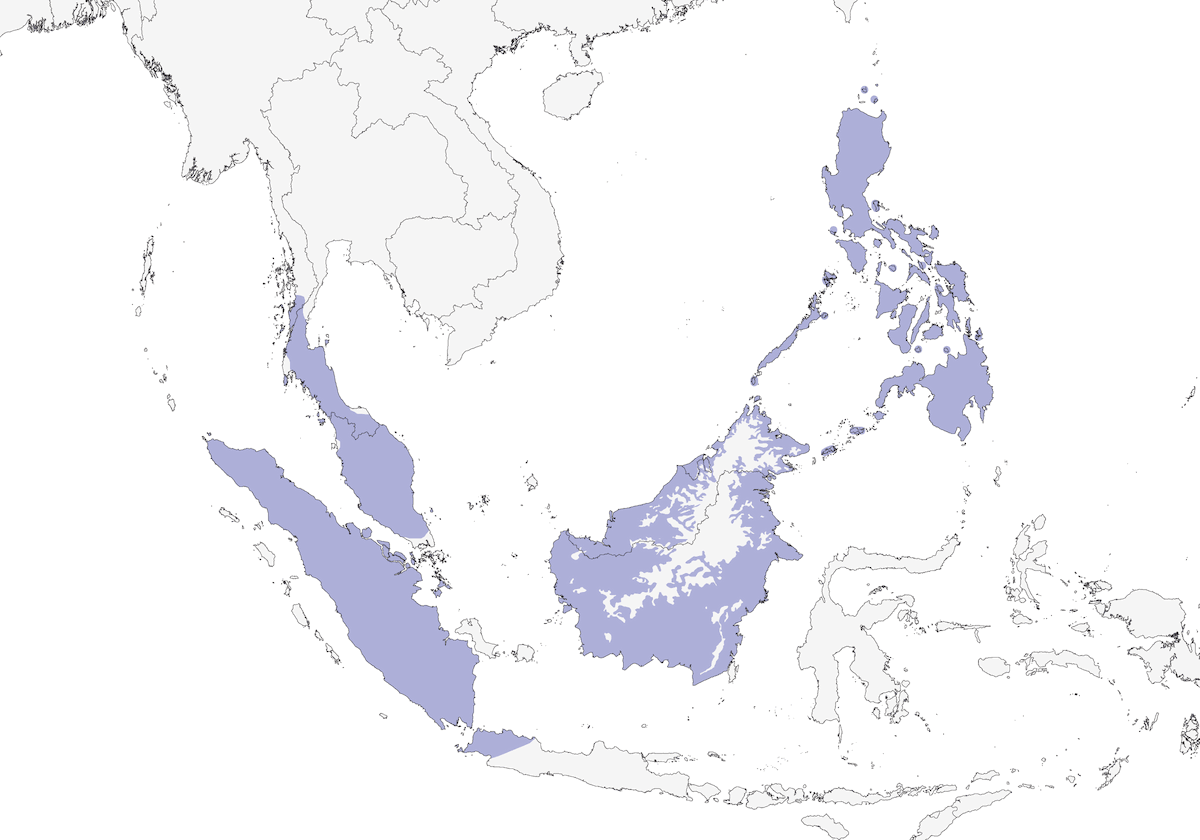 White-bellied Munia, 分布 1