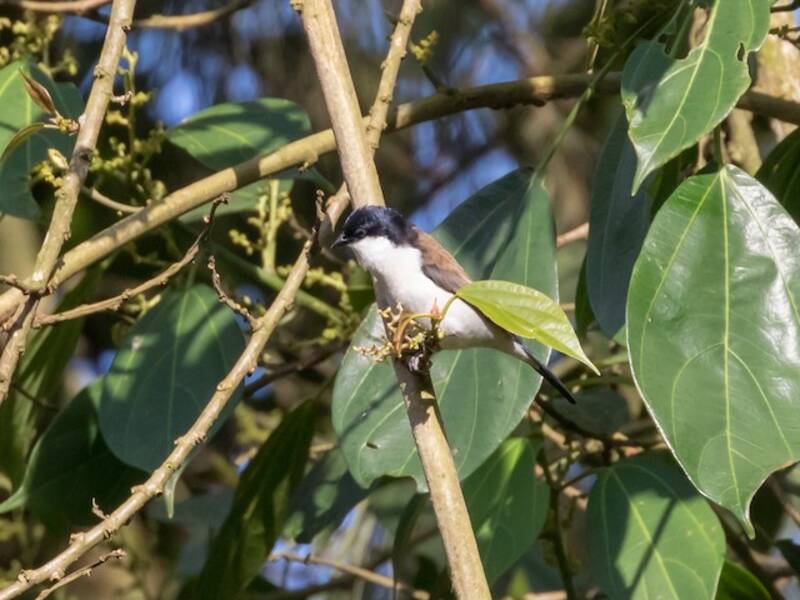 Negrita Pechiblanca
