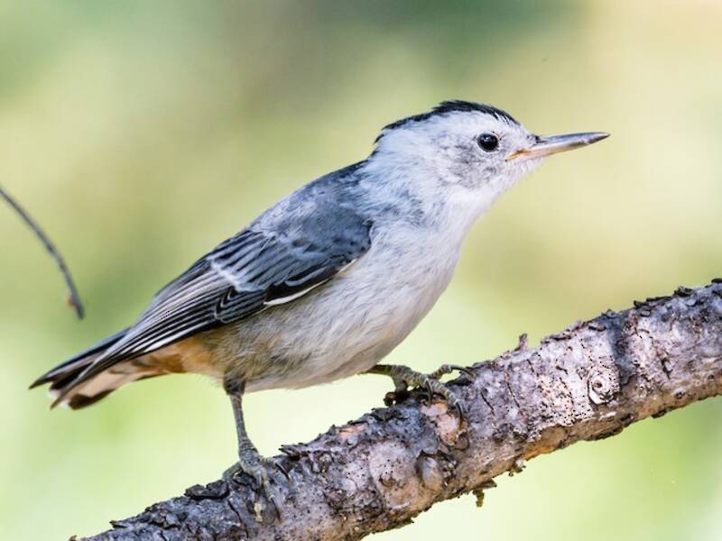 White-breasted Nuthatch (Sitta carolinensis)