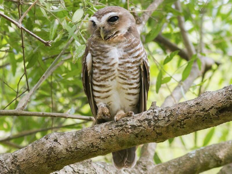 White-browed Owl, Photos 4