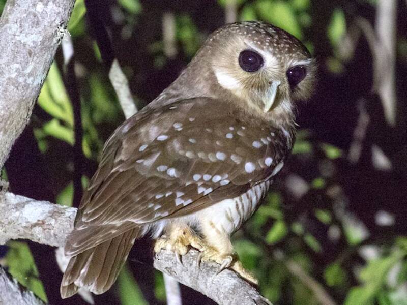 White-browed Owl, Photos 3