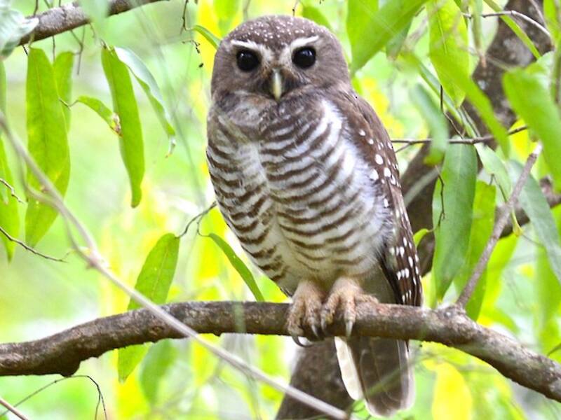 White-browed Owl, Photos 2