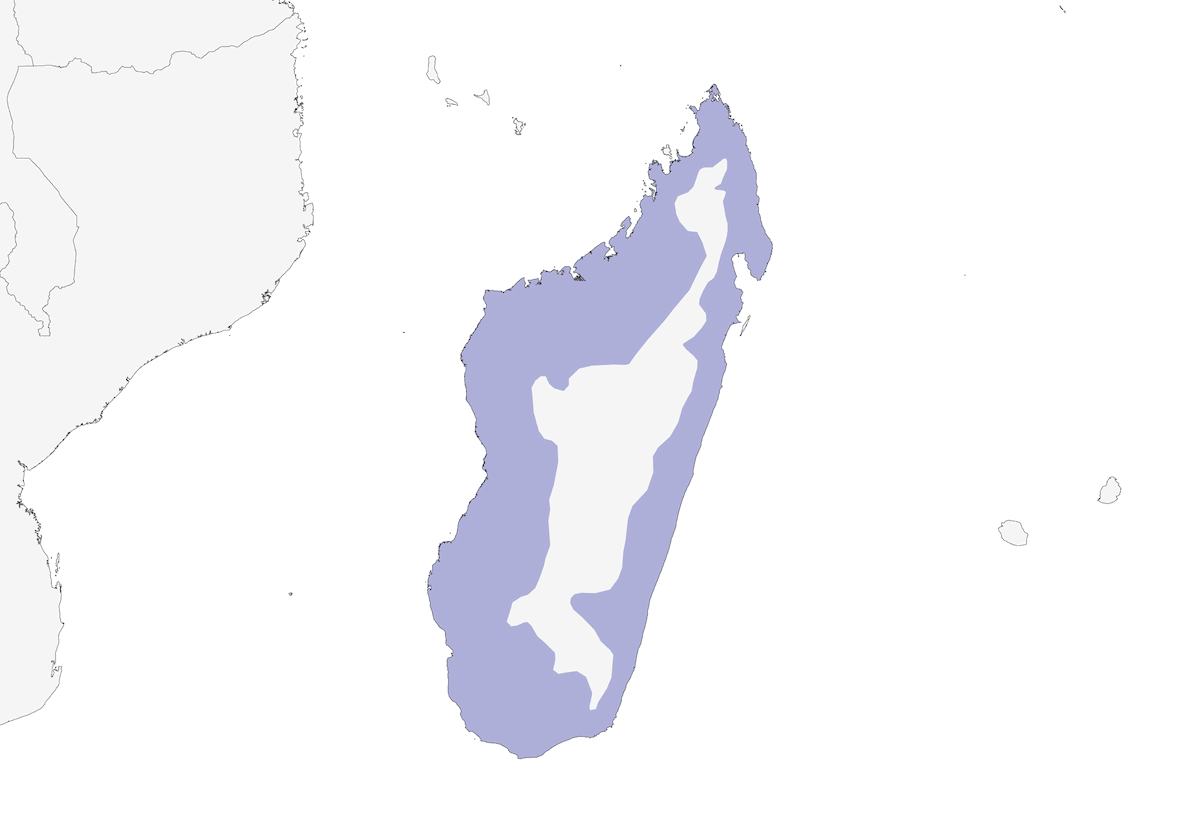 White-browed Owl, Distribution 1