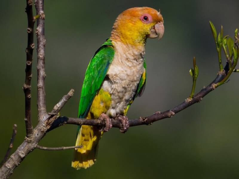 White-bellied Parrot, Photos 2