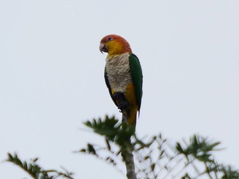 White-bellied Parrot, Photos 3