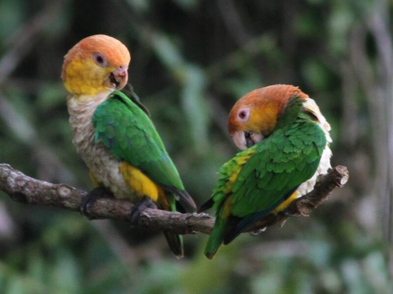 White-bellied Parrot, Photos 4
