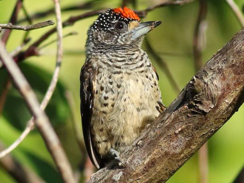 Piculet à ventre blanc