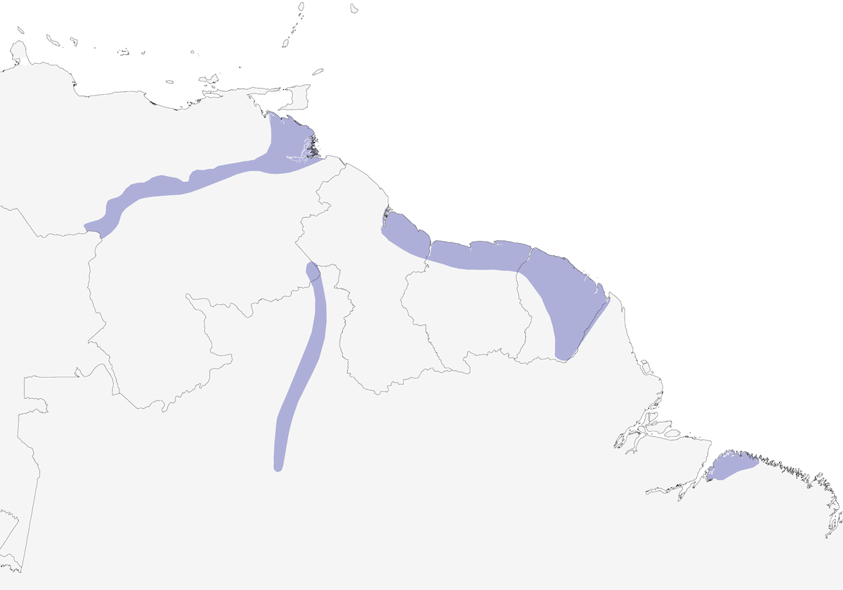 Picchio nano ventrebianco, Distribuzione 1