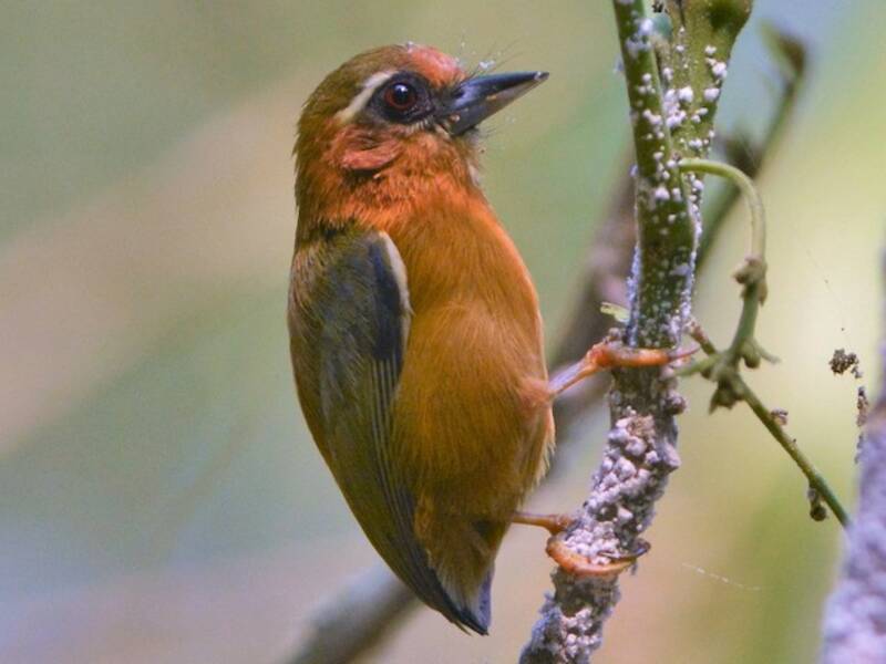 White-browed Piculet, Photos 3