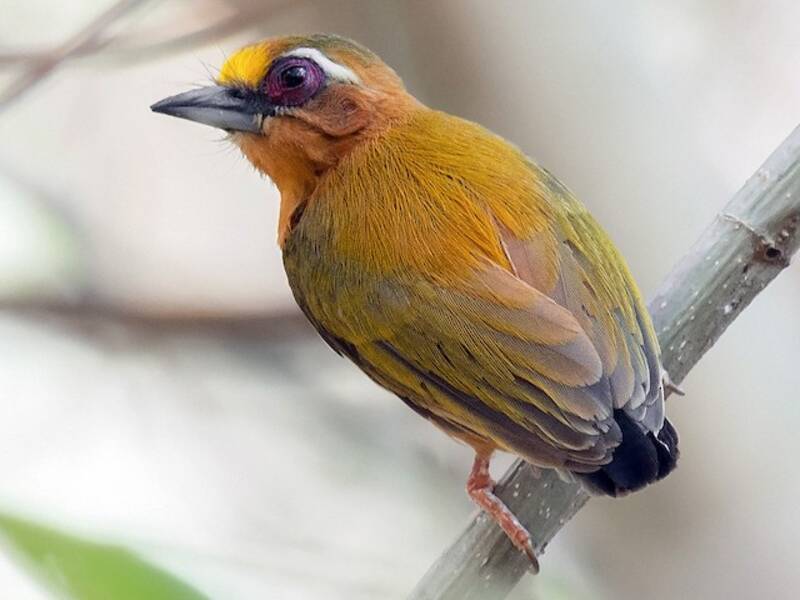 White-browed Piculet, Photos 2