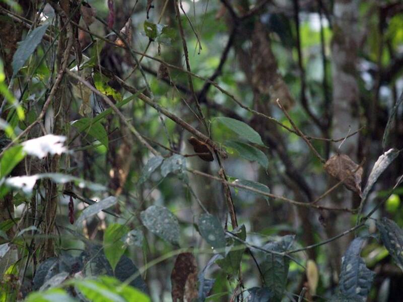 White-browed Piculet, Photos 4