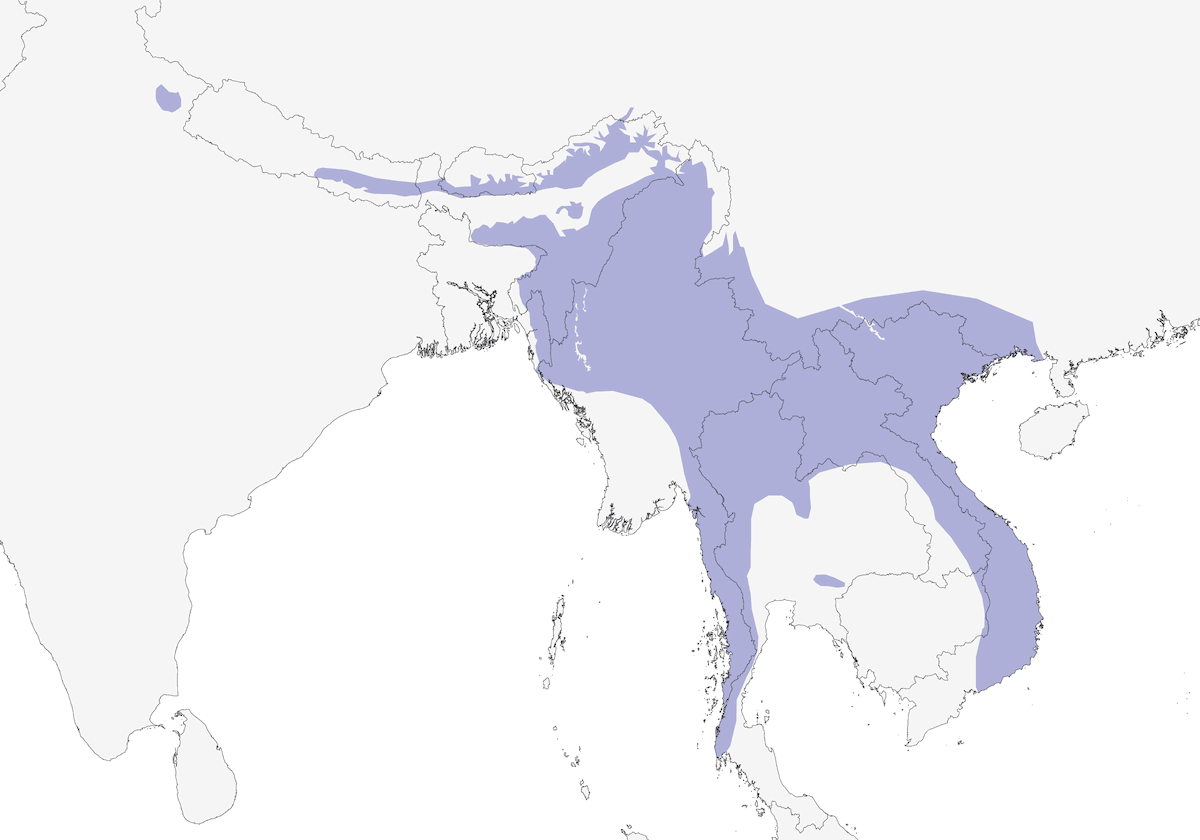 White-browed Piculet, Distribution 1
