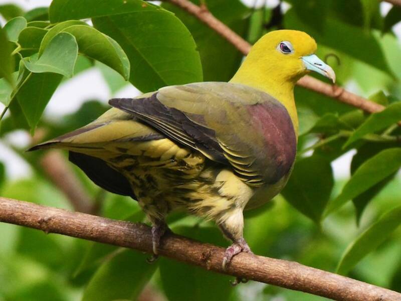 White-bellied Green-Pigeon, 照片 4