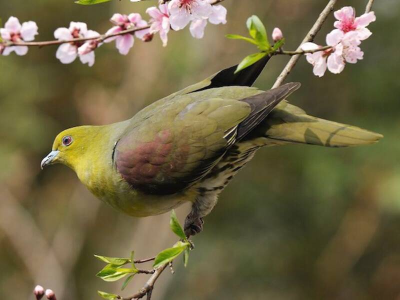 White-bellied Green-Pigeon, 照片 3