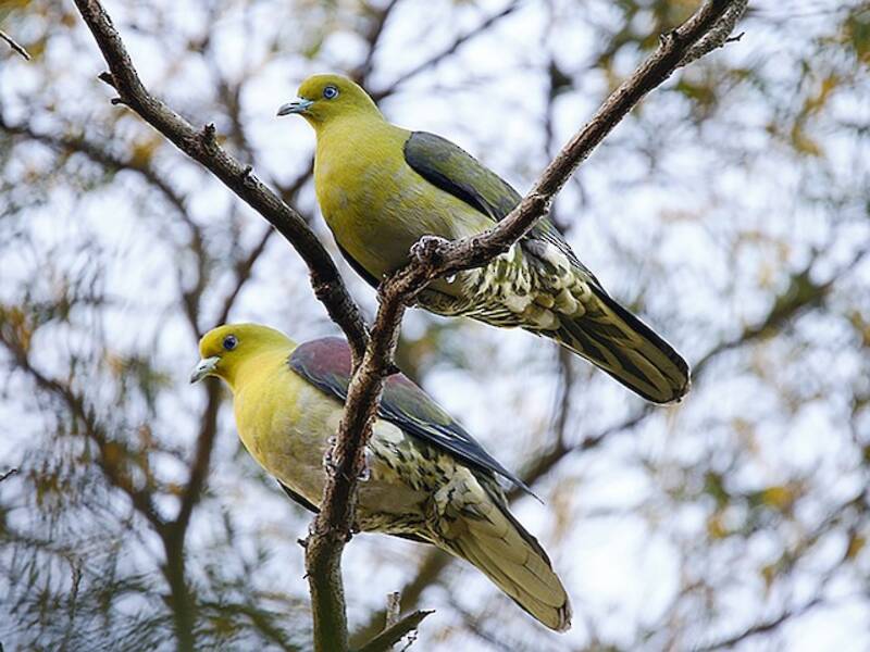 White-bellied Green-Pigeon, 照片 2