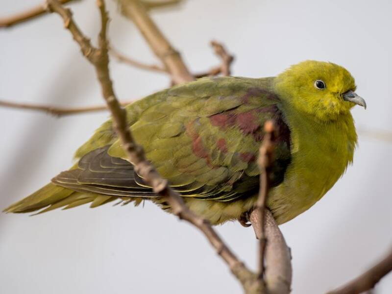 White-bellied Green-Pigeon