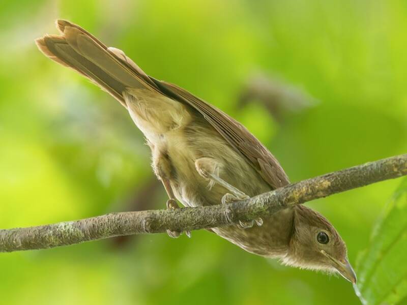 Pitohui à ventre blanc, Photos 4