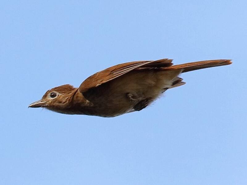 Pitohui à ventre blanc, Photos 2