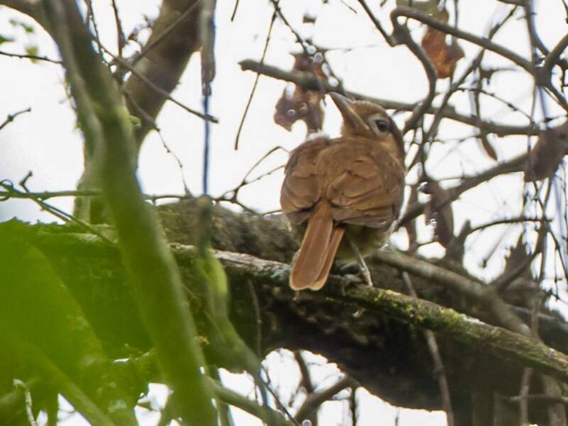 Pitohui à ventre blanc, Photos 3
