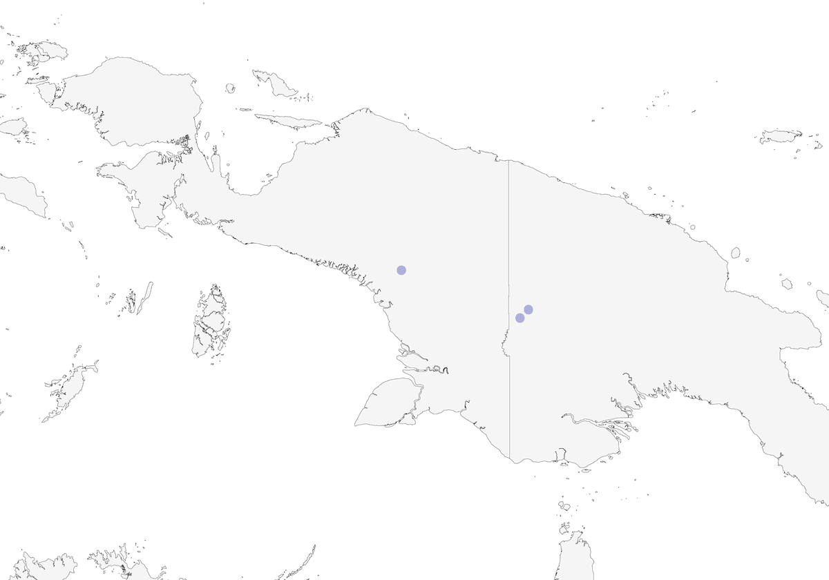 Pitohui à ventre blanc, Distribution 1