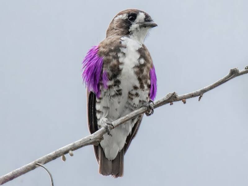 White-browed Purpletuft