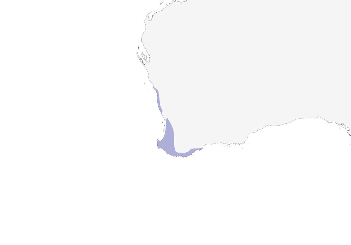 Petirrojo de Pecho Blanco, Distribución 1