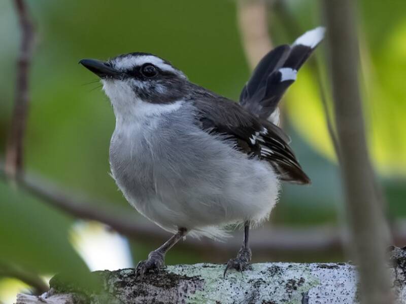 Gobe-mouche à sourcils blancs, Photos 3
