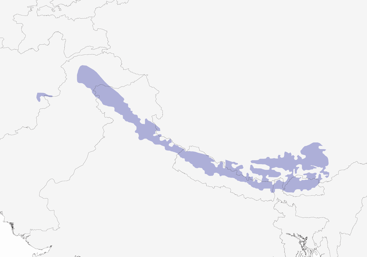 Himalaya-Weißbrauen-Karmingimpel, Verbreitung 1