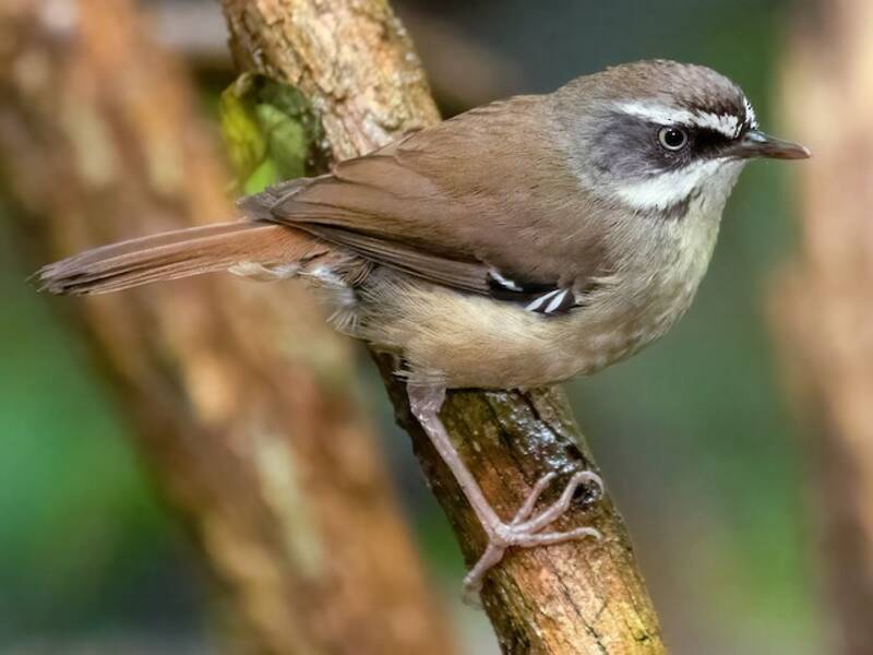 Sericornide dai sopraccigli bianchi, Foto 4