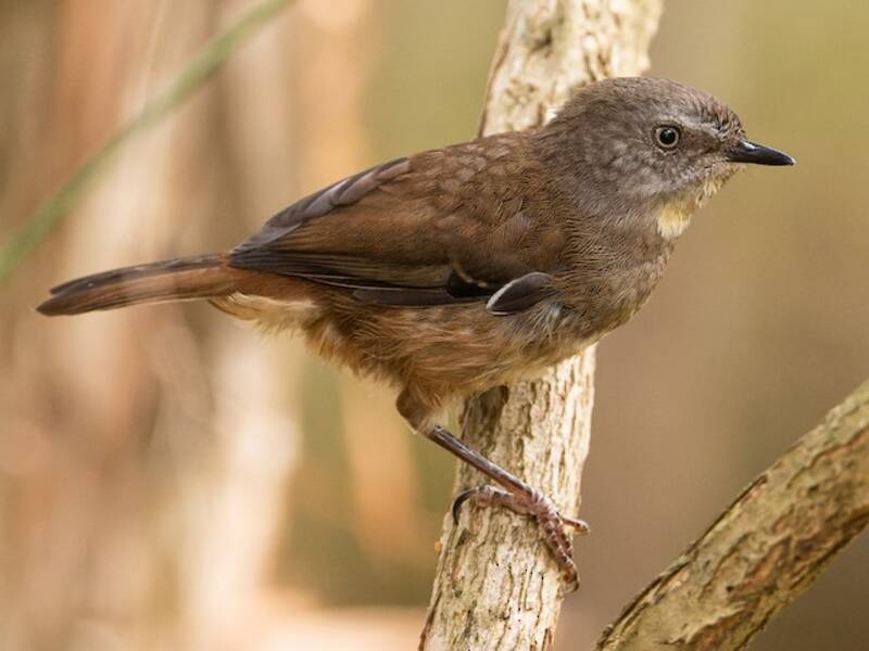 Sericornide dai sopraccigli bianchi, Foto 2