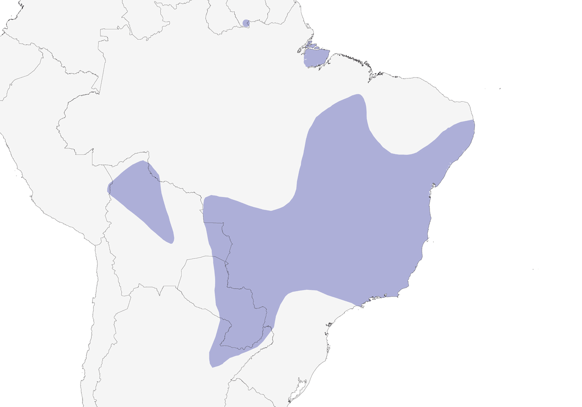 Sporofila ventre bianco, Distribuzione 1
