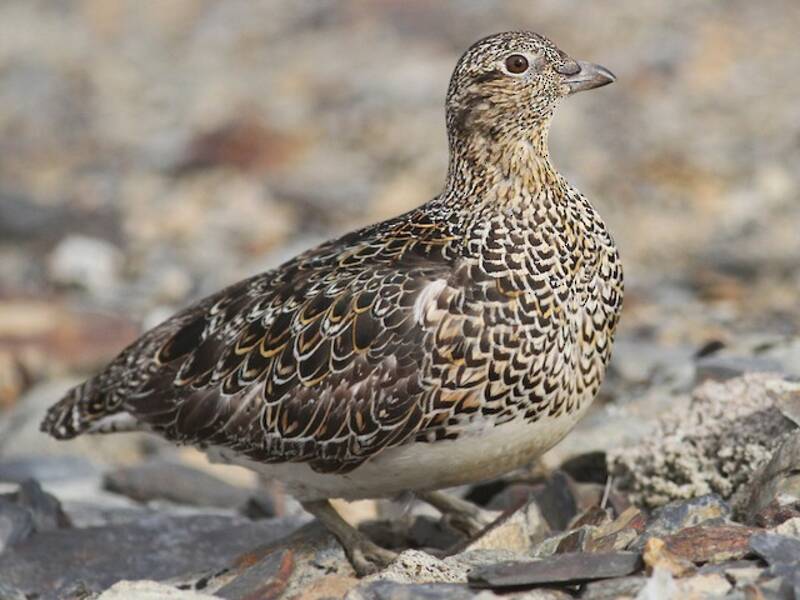 White-bellied Seedsnipe, 照片 3