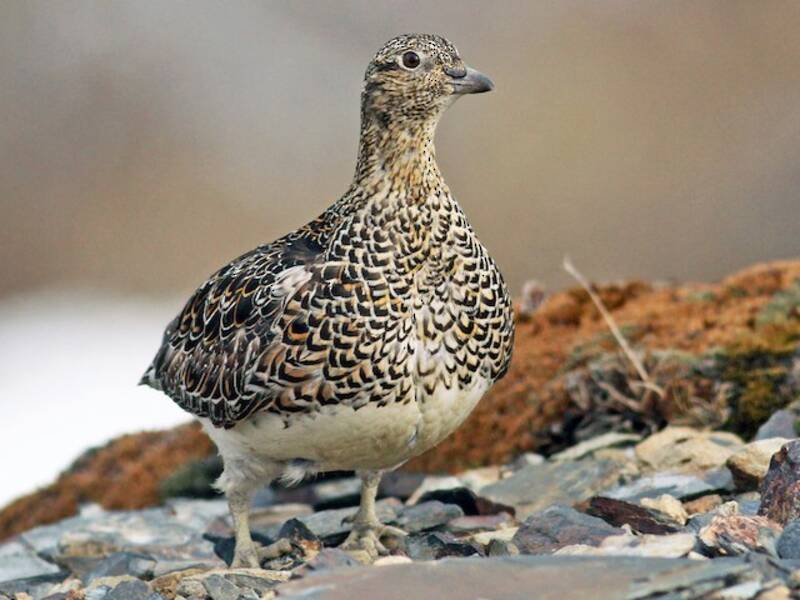 White-bellied Seedsnipe (Attagis malouinus)