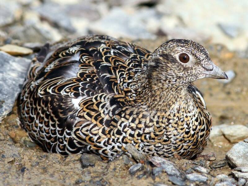 White-bellied Seedsnipe, 照片 2