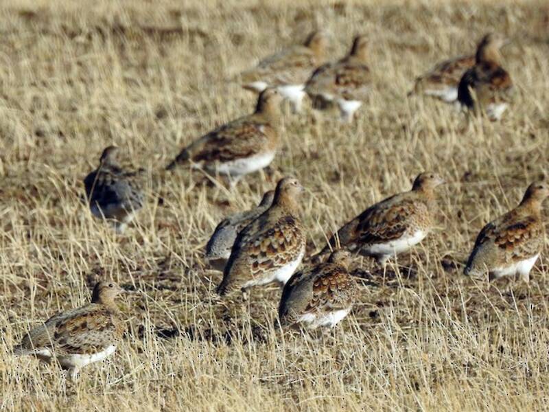 White-bellied Seedsnipe, 照片 4