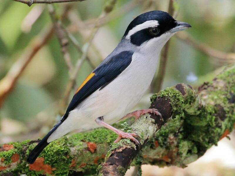 White-browed Shrike-Babbler, 照片 3
