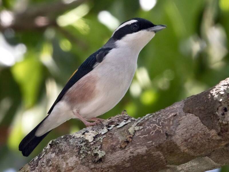 White-browed Shrike-Babbler, 照片 4