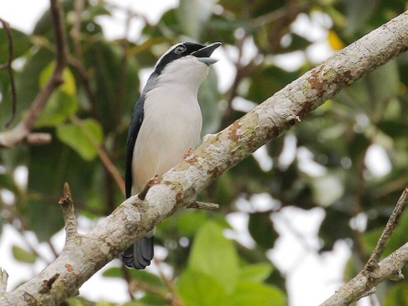 White-browed Shrike-Babbler, 照片 2