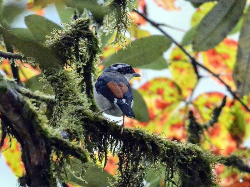 Pterutio cejiblanco