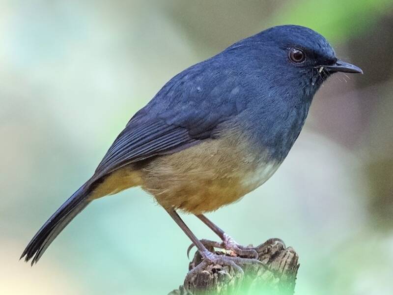 Sholicola des Nilgiris, Photos 2