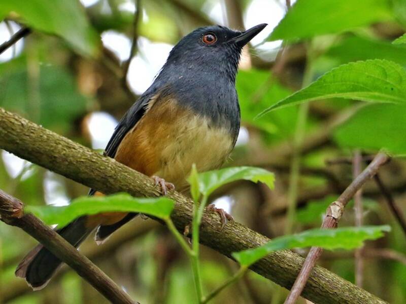 Sholicola des Nilgiris, Photos 3