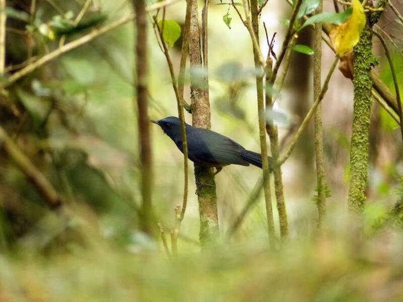 Sholicola des Nilgiris