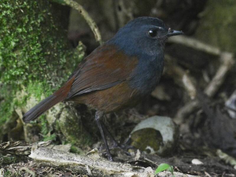 Javan Shortwing, Photos 4